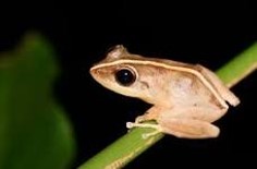 Imagen de la especie invasora