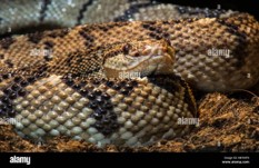 Imagen de la especie invasora