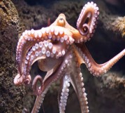 Imagen de la especie invasora
