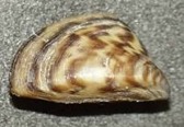 Imagen de la especie invasora