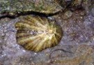 Imagen de la especie invasora