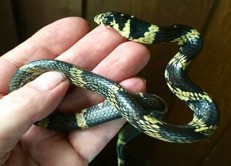 Imagen de la especie invasora