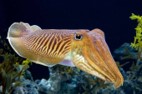 Imagen de la especie invasora