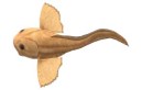 Imagen de la especie invasora