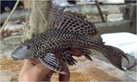 Imagen de la especie invasora