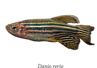 Imagen de la especie invasora