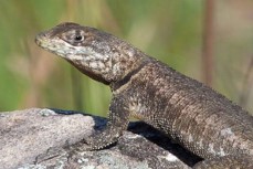 Imagen de la especie invasora