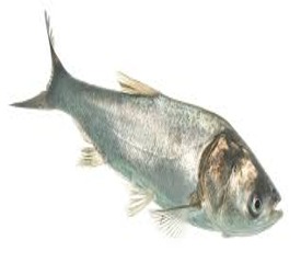 Imagen de la especie invasora