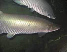 Imagen de la especie invasora