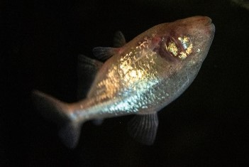 Imagen de la especie invasora