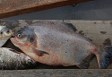 Imagen de la especie invasora