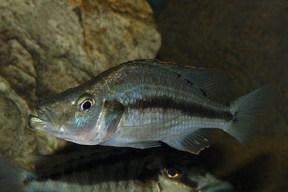 Imagen de la especie invasora