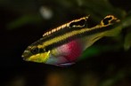 Imagen de la especie invasora