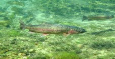 Imagen de la especie invasora