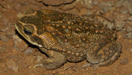 Imagen de la especie invasora