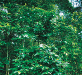 Imagen de la especie invasora