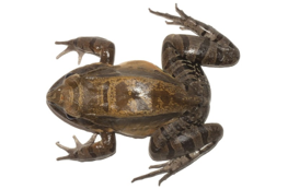 Imagen de la especie invasora