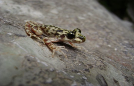 Imagen de la especie invasora