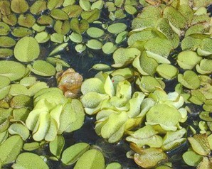 Imagen de la especie invasora