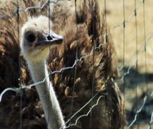 Imagen de la especie invasora