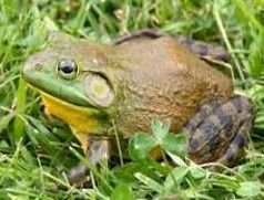 Imagen de la especie invasora