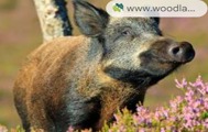 Imagen de la especie invasora