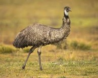 Imagen de la especie invasora