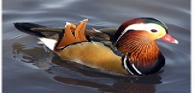 Imagen de la especie invasora