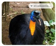 Imagen de la especie invasora