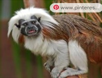 Imagen de la especie invasora