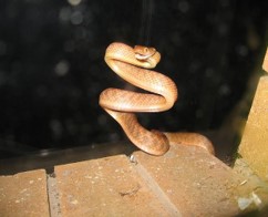 Imagen de la especie invasora
