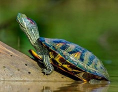 Imagen de la especie invasora