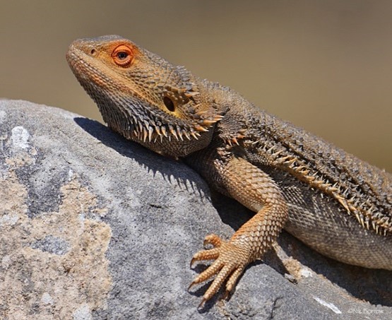 Imagen de la especie invasora