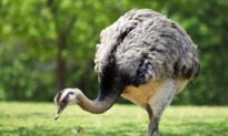 Imagen de la especie invasora