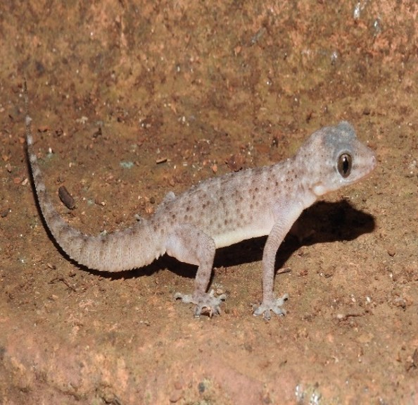 Imagen de la especie invasora