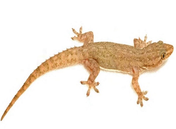 Imagen de la especie invasora