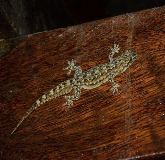 Imagen de la especie invasora