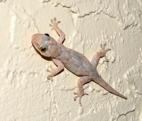 Imagen de la especie invasora