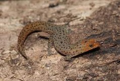 Imagen de la especie invasora