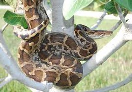 Imagen de la especie invasora