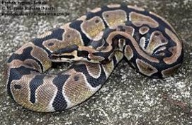 Imagen de la especie invasora