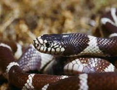 Imagen de la especie invasora