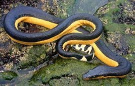 Imagen de la especie invasora