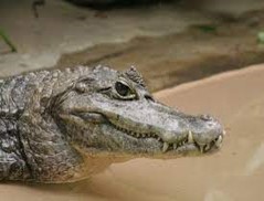 Imagen de la especie invasora