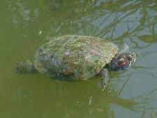 Imagen de la especie invasora