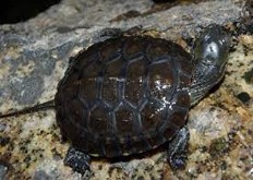 Imagen de la especie invasora