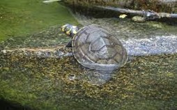 Imagen de la especie invasora