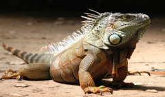 Imagen de la especie invasora