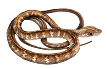Imagen de la especie invasora