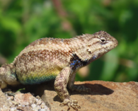 Imagen de la especie invasora